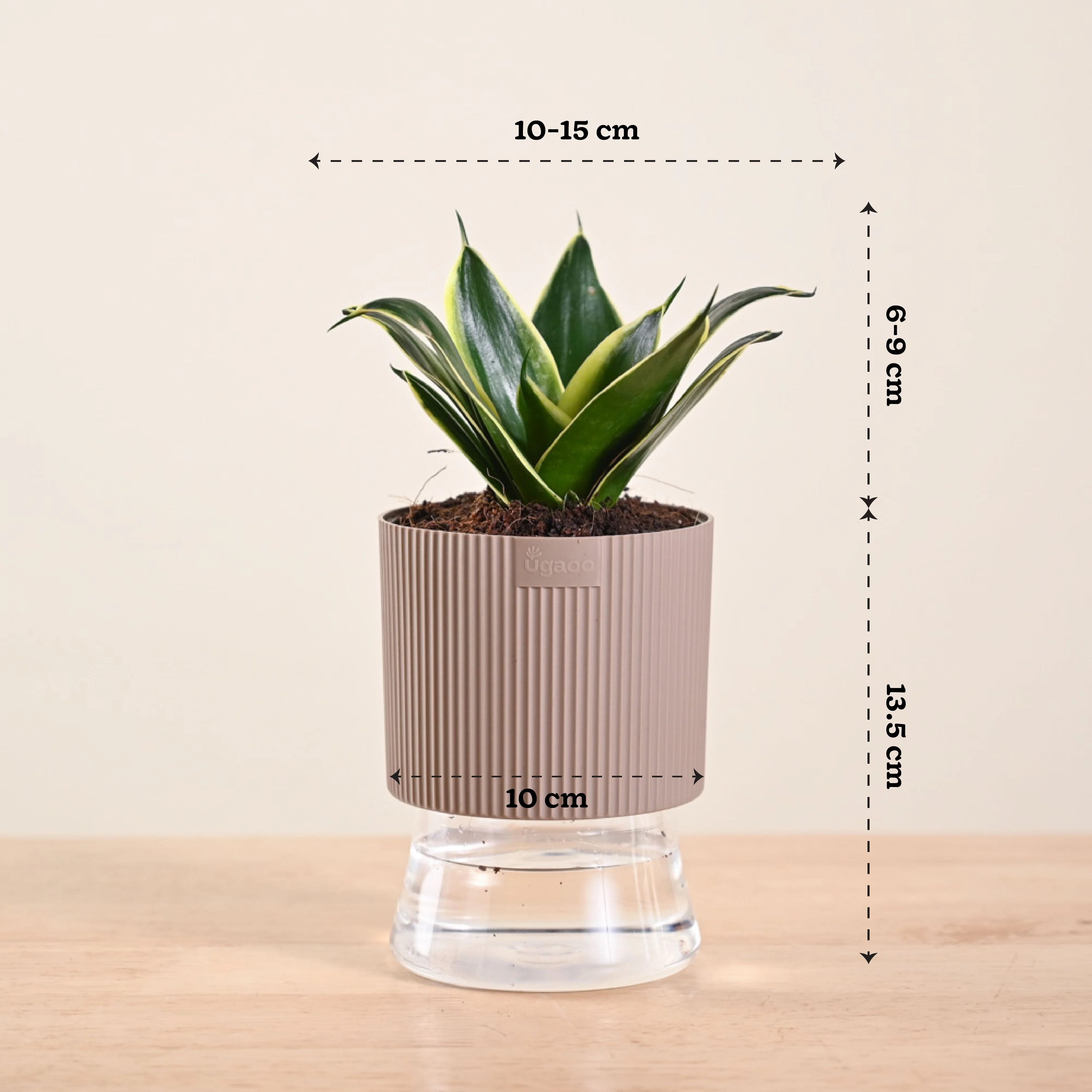 Snake Plant - Golden Hahnii - Image 178