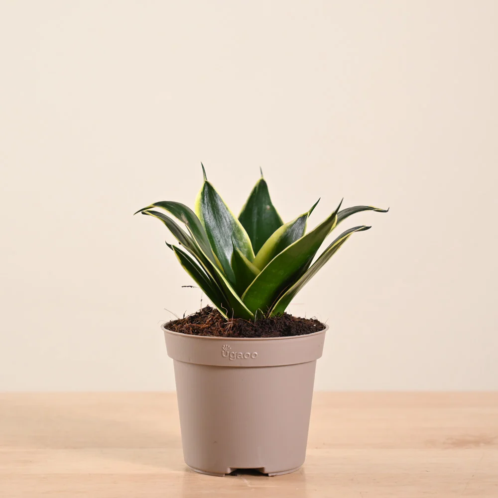 Snake Plant - Golden Hahnii - Image 181