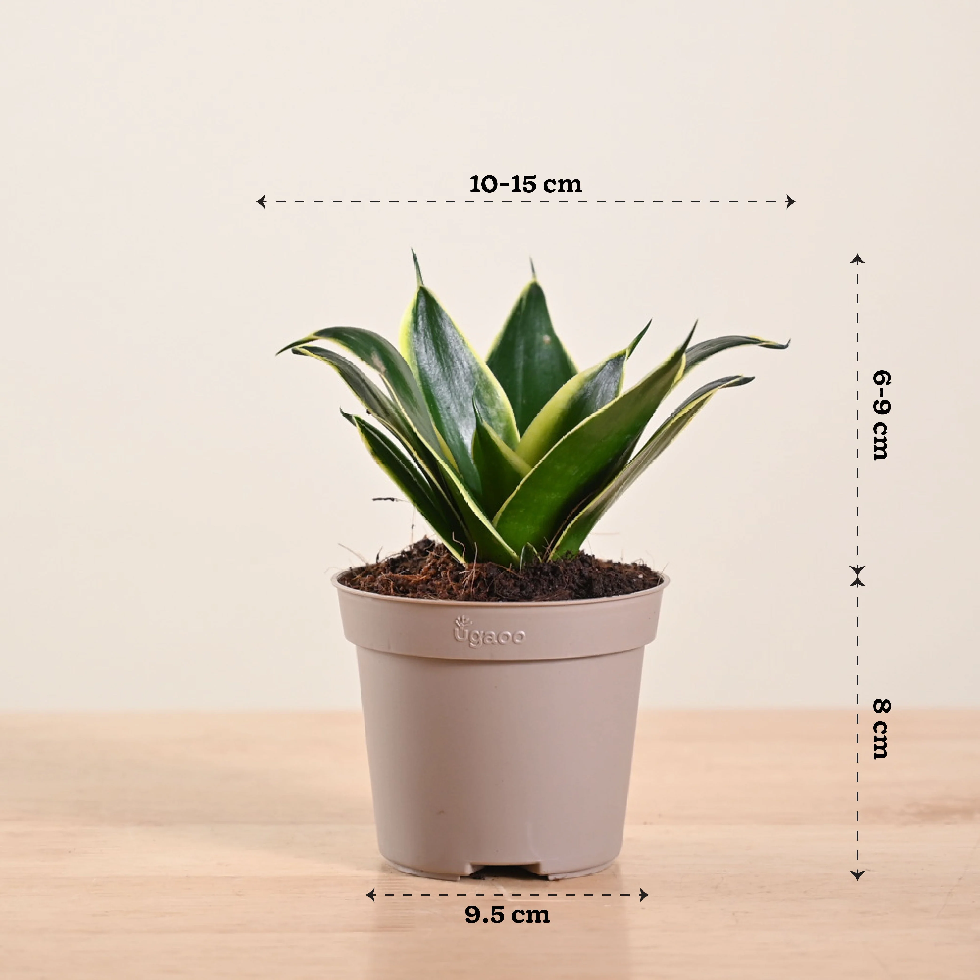 Snake Plant - Golden Hahnii - Image 182
