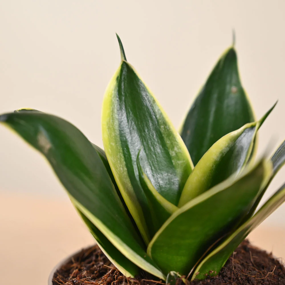Snake Plant - Golden Hahnii - Image 183