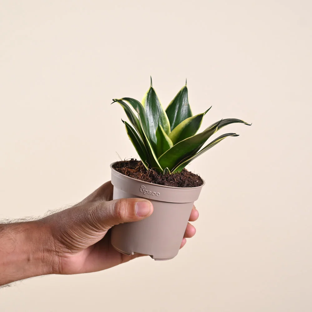 Snake Plant - Golden Hahnii - Image 184