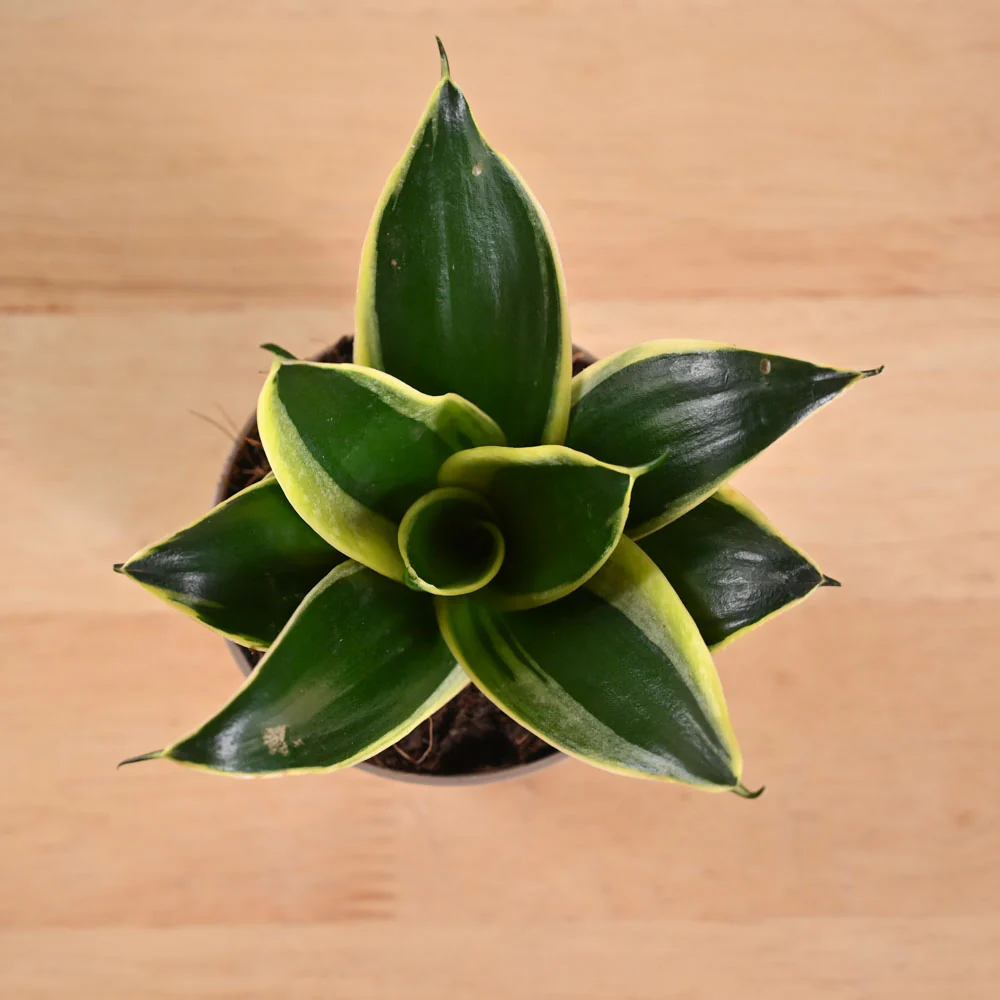 Snake Plant - Golden Hahnii - Image 185