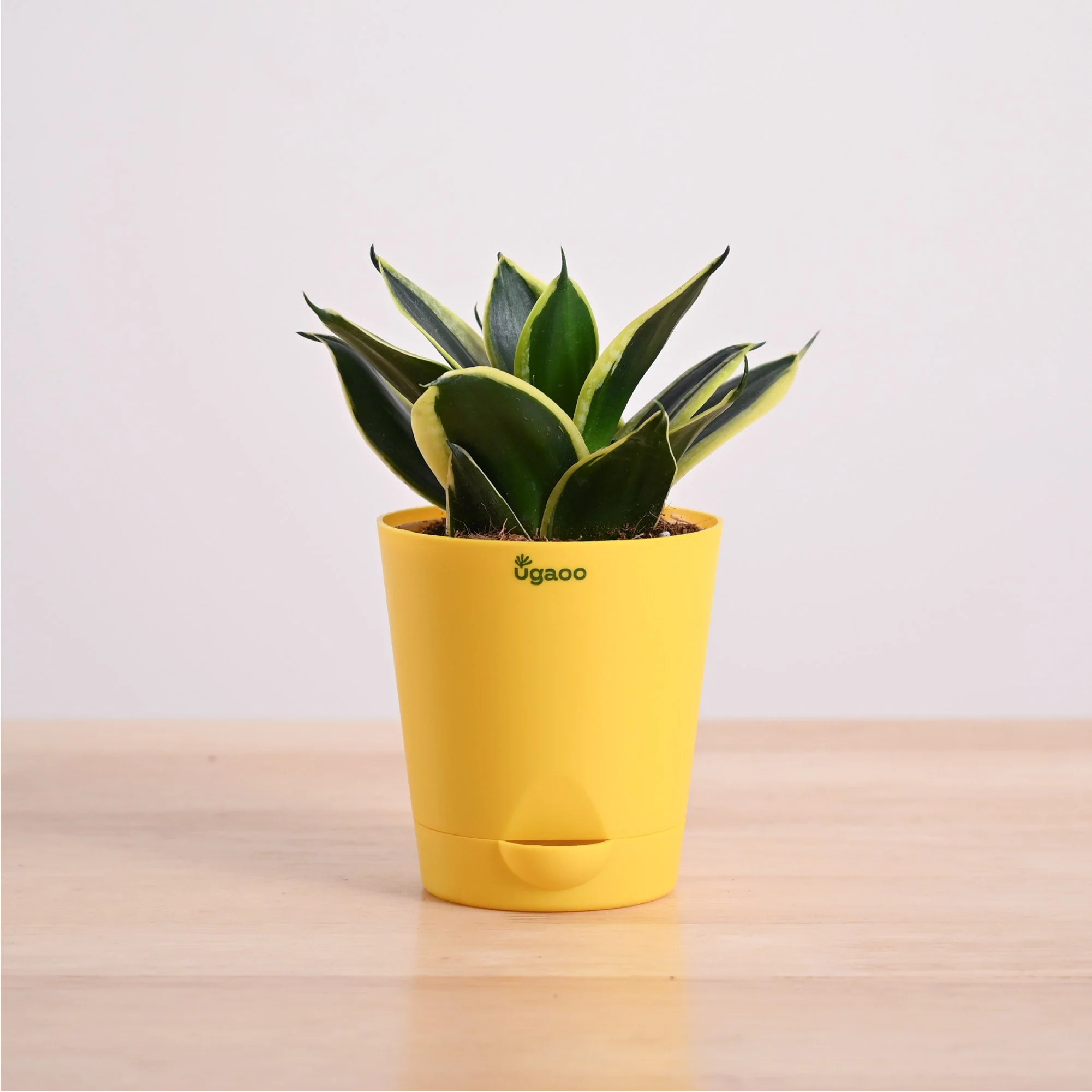 Snake Plant - Golden Hahnii - Image 22