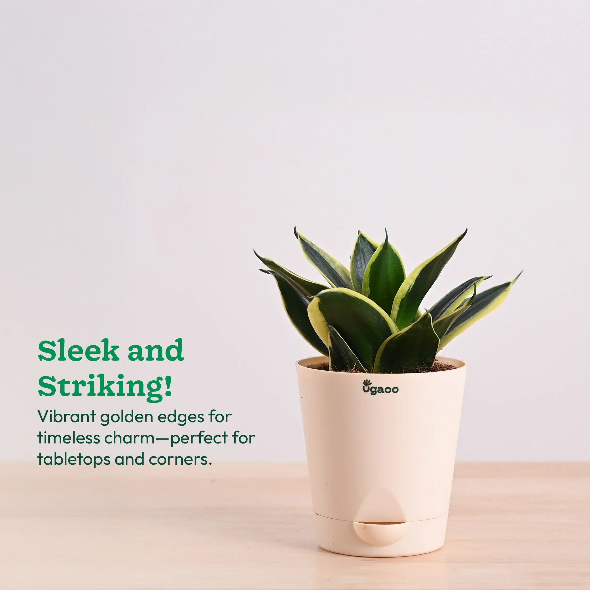 Snake Plant - Golden Hahnii - Image 25