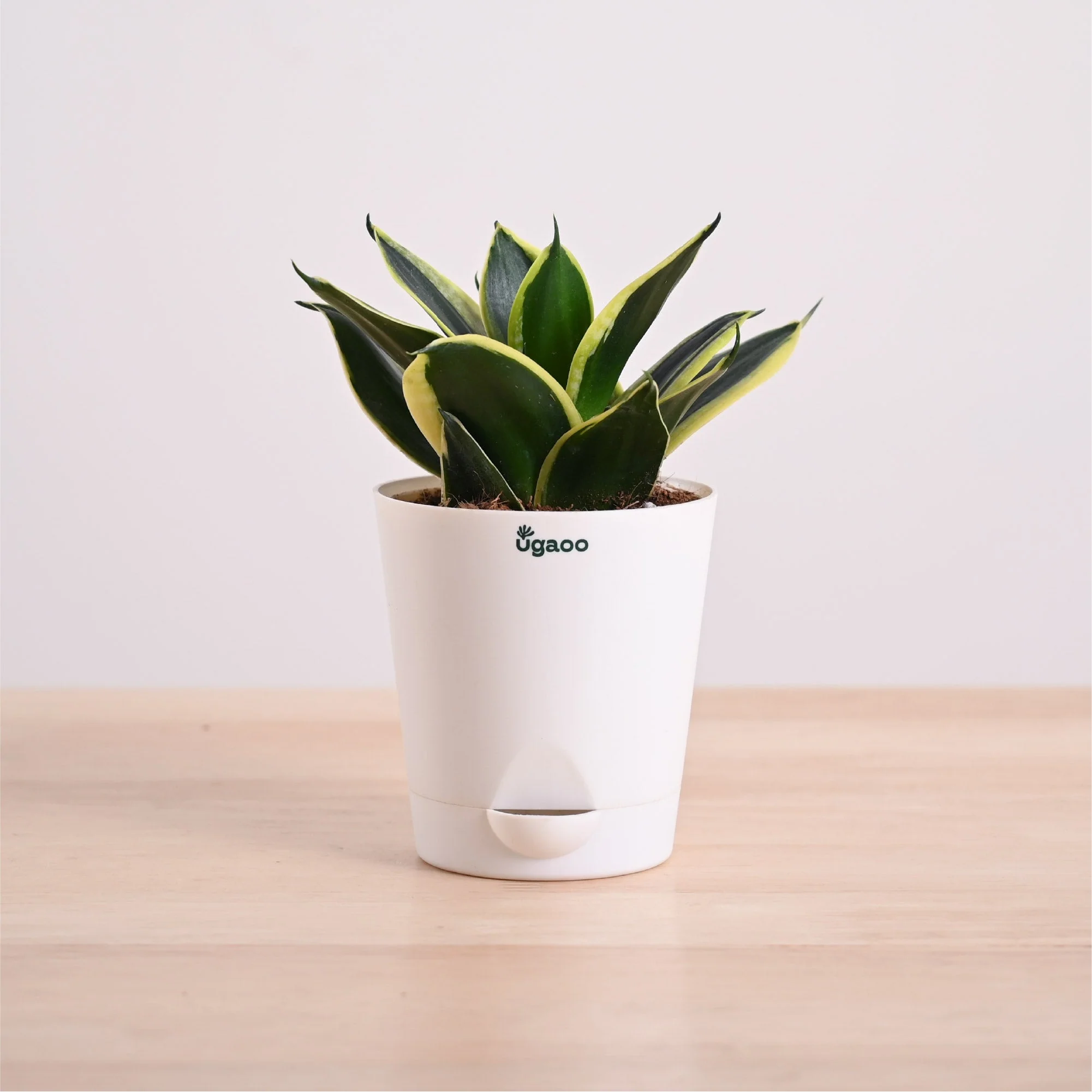 Snake Plant - Golden Hahnii - Image 28