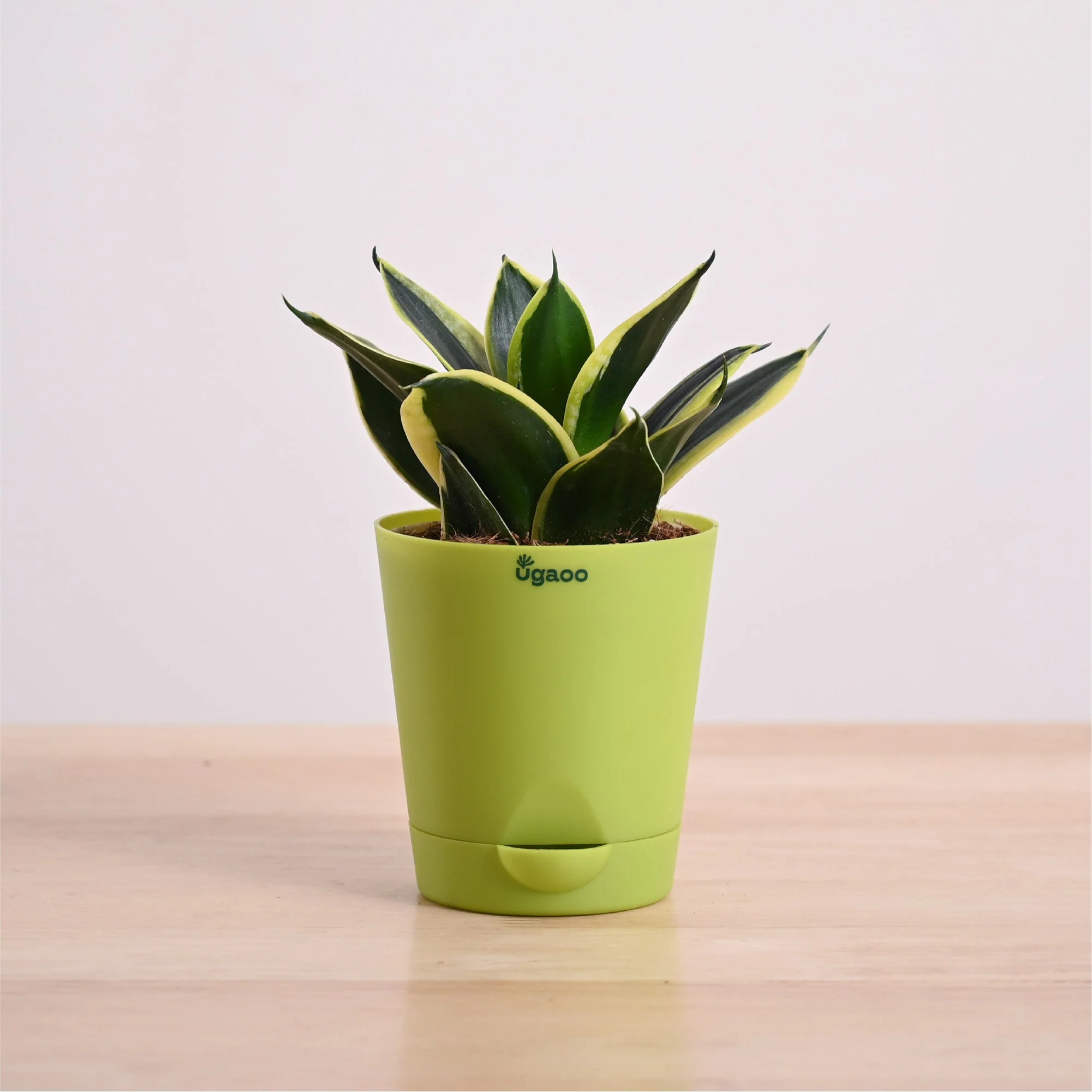 Snake Plant - Golden Hahnii - Image 34