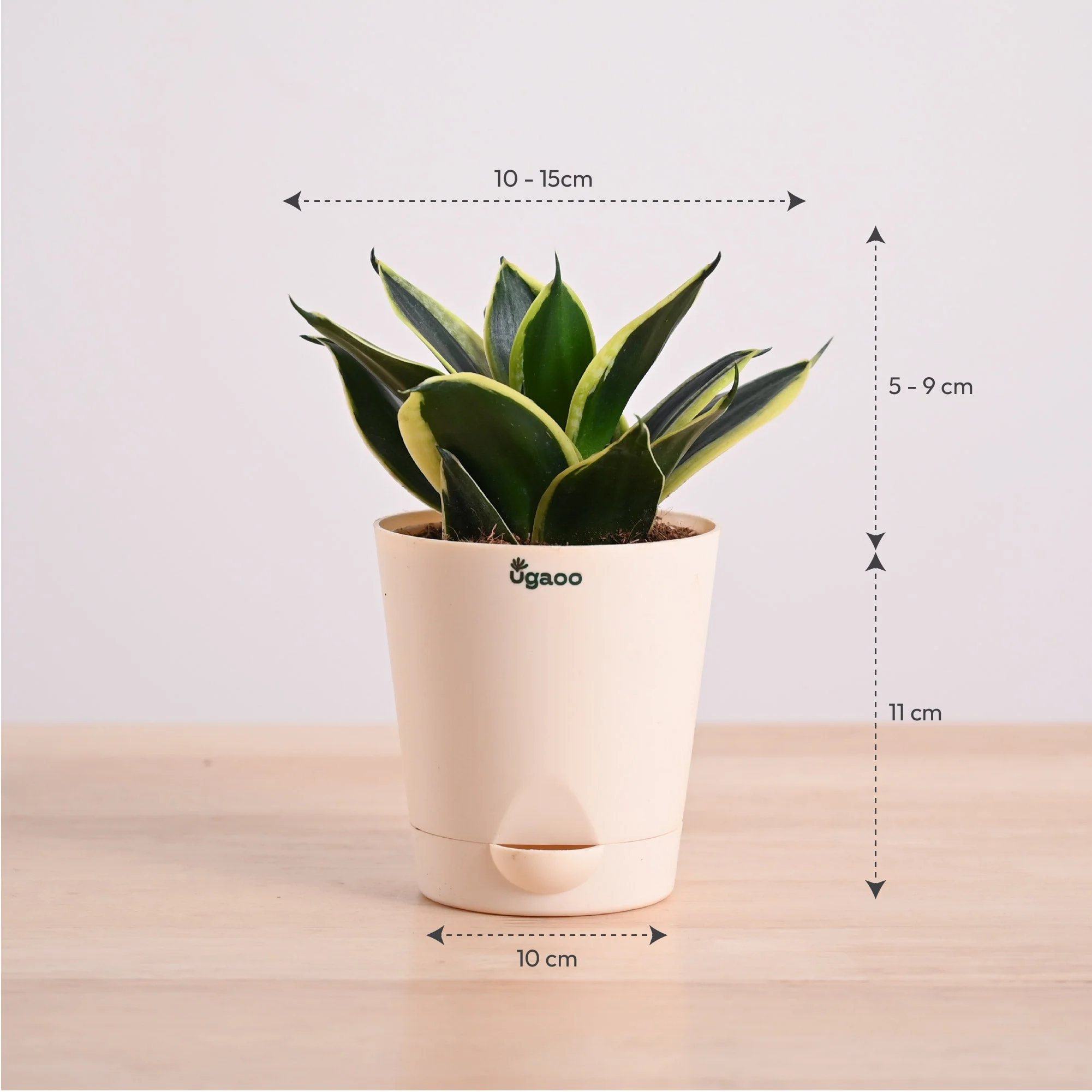 Snake Plant - Golden Hahnii - Image 36