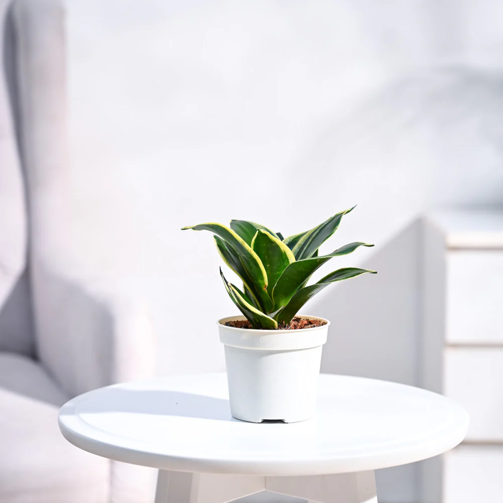 Snake Plant - Golden Hahnii - Image 4