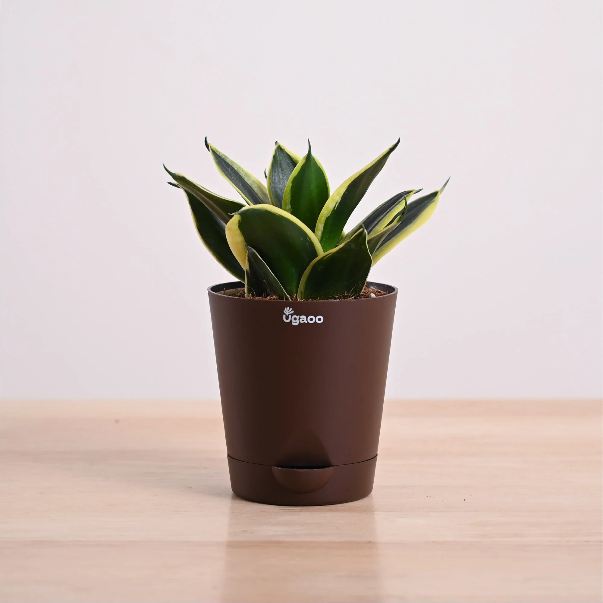 Snake Plant - Golden Hahnii - Image 40