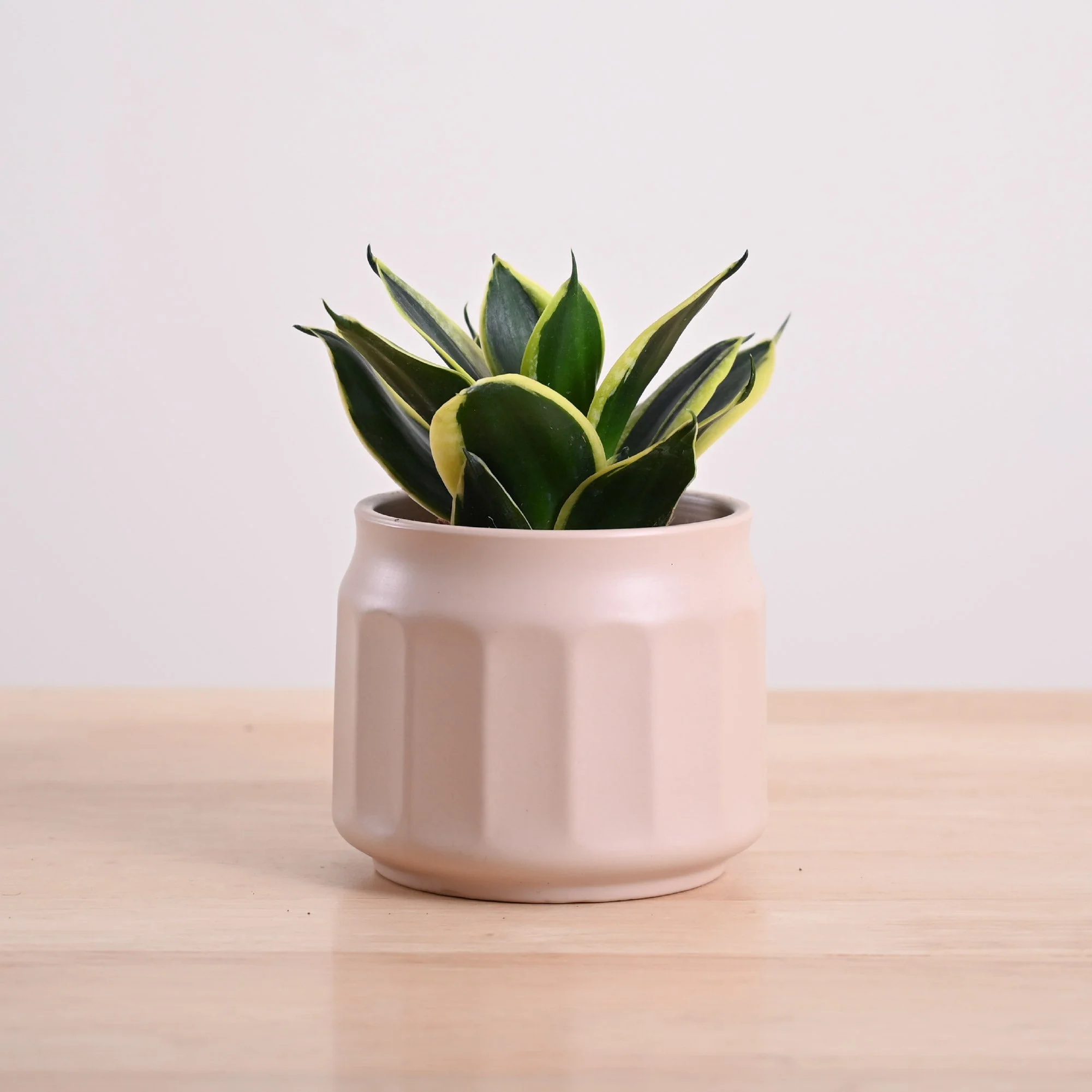Snake Plant - Golden Hahnii - Image 46