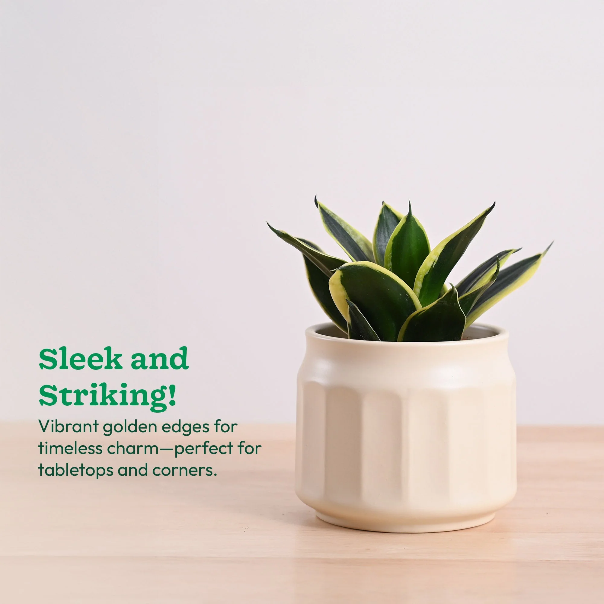 Snake Plant - Golden Hahnii - Image 47