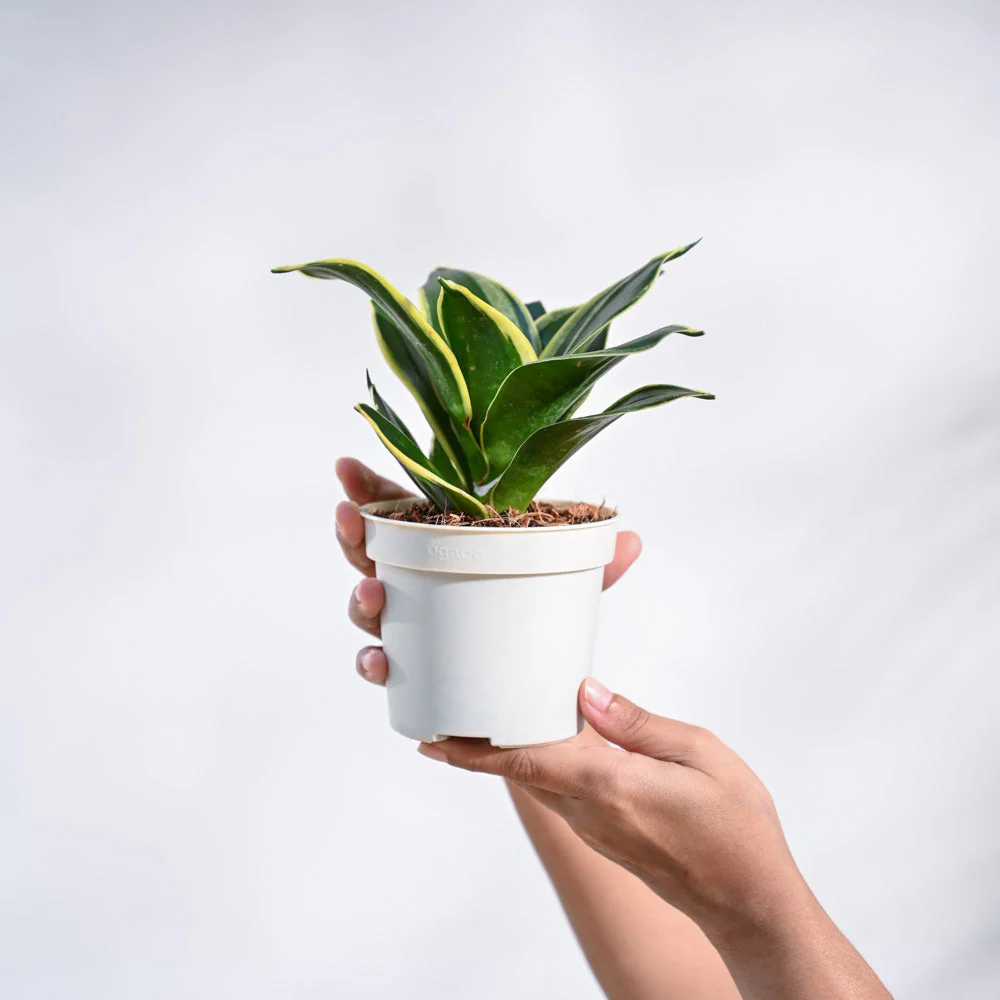 Snake Plant - Golden Hahnii - Image 5