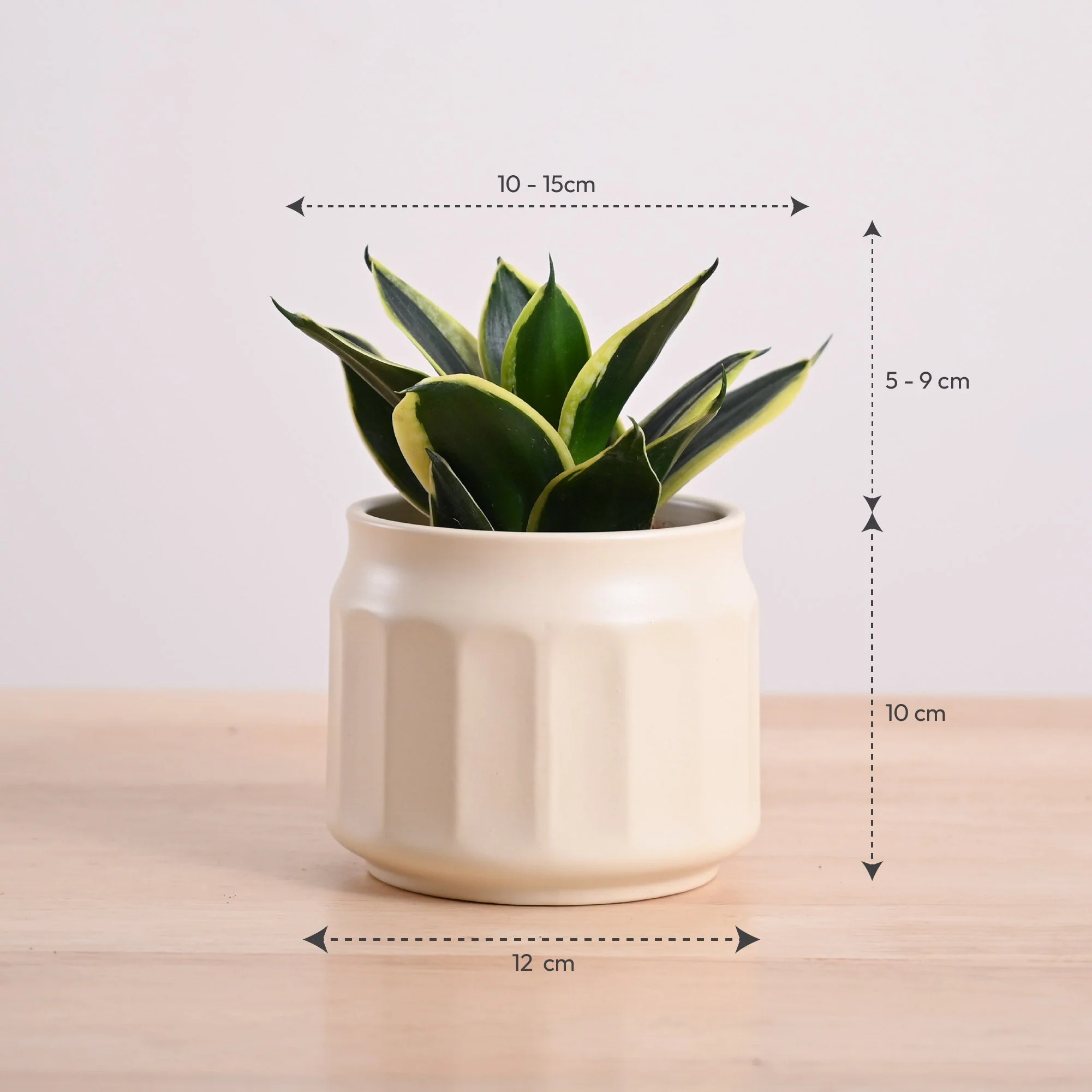 Snake Plant - Golden Hahnii - Image 57