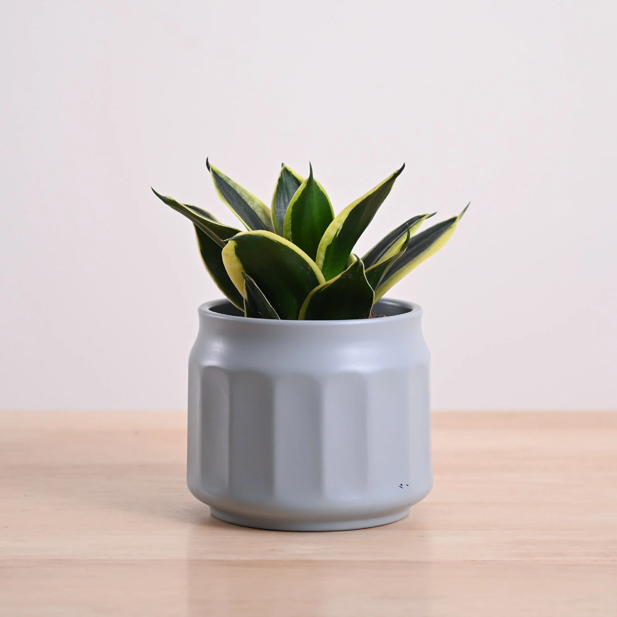 Snake Plant - Golden Hahnii - Image 58