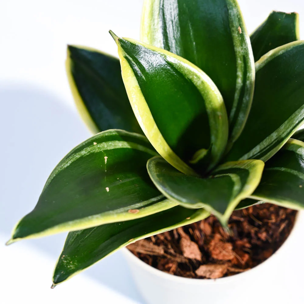 Snake Plant - Golden Hahnii - Image 6
