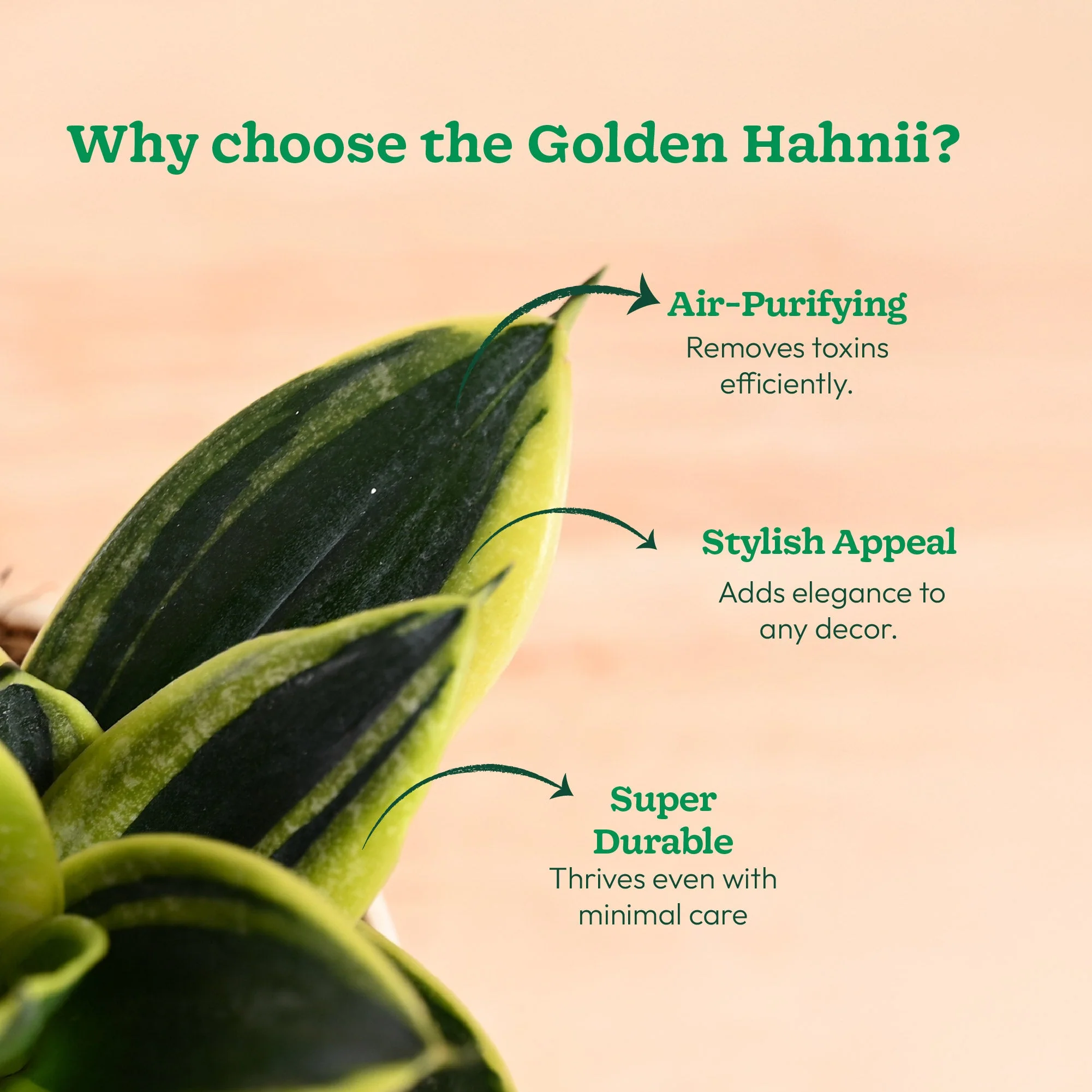 Snake Plant - Golden Hahnii - Image 61