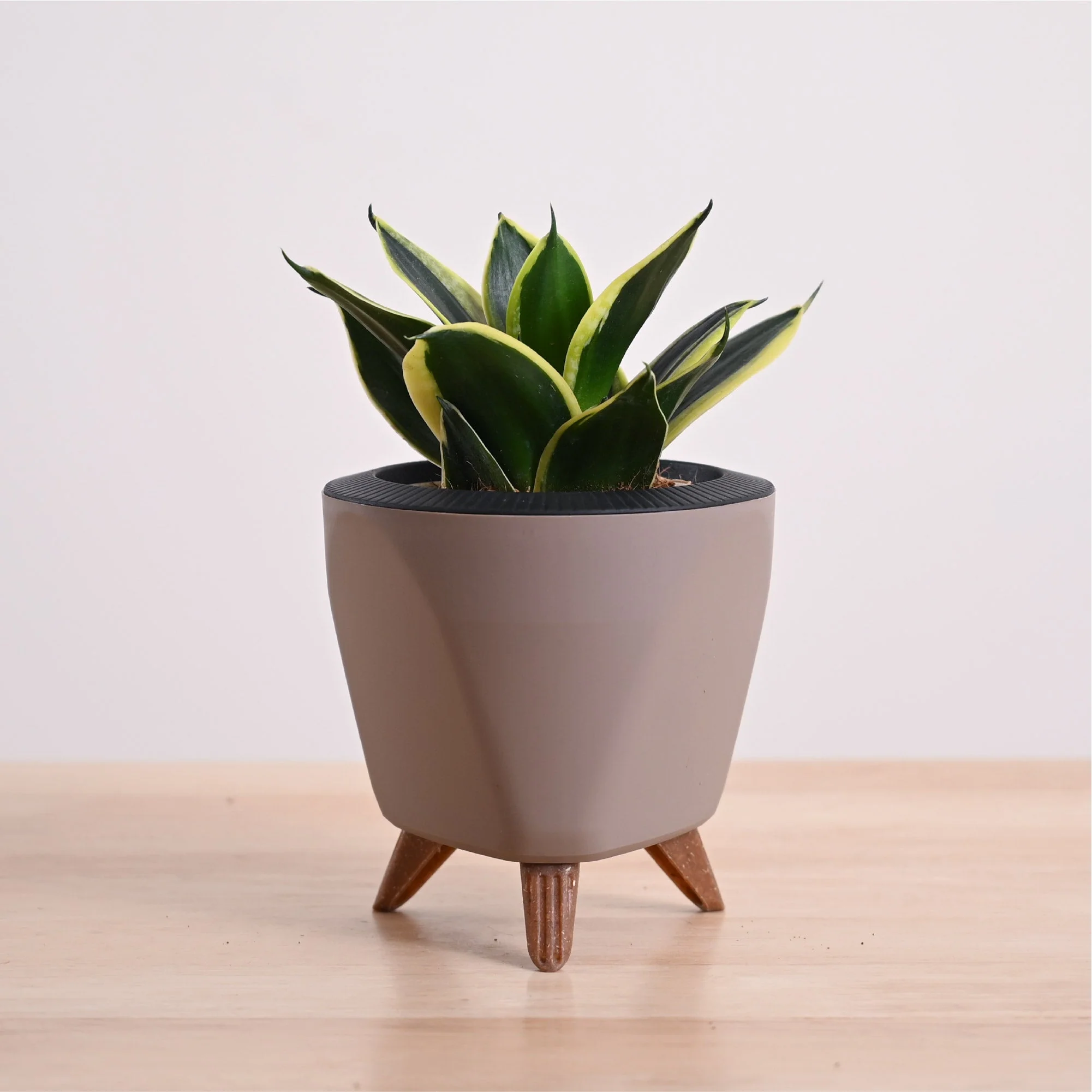 Snake Plant - Golden Hahnii - Image 69