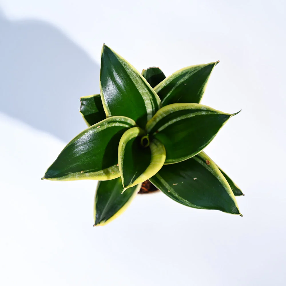 Snake Plant - Golden Hahnii - Image 7