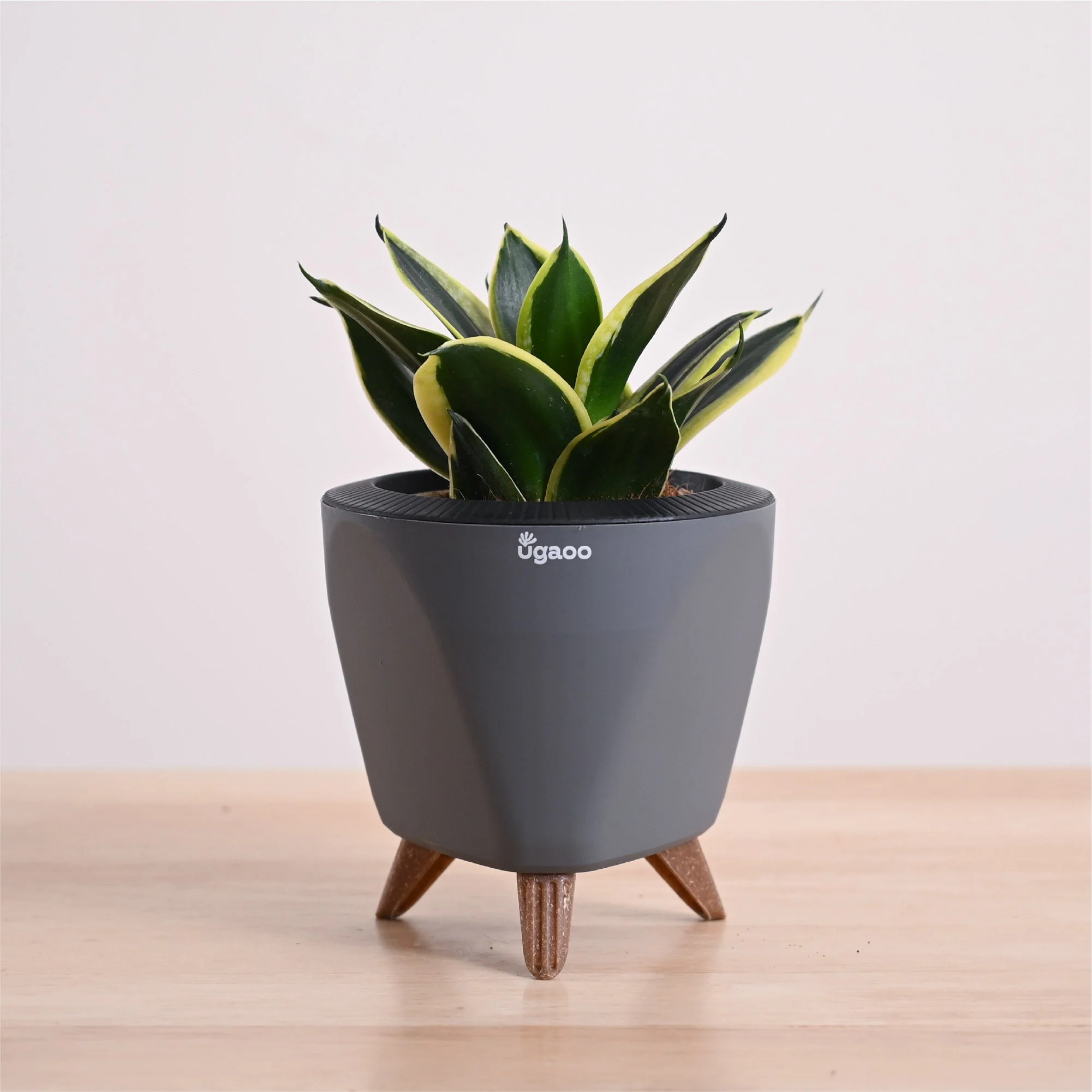 Snake Plant - Golden Hahnii - Image 75