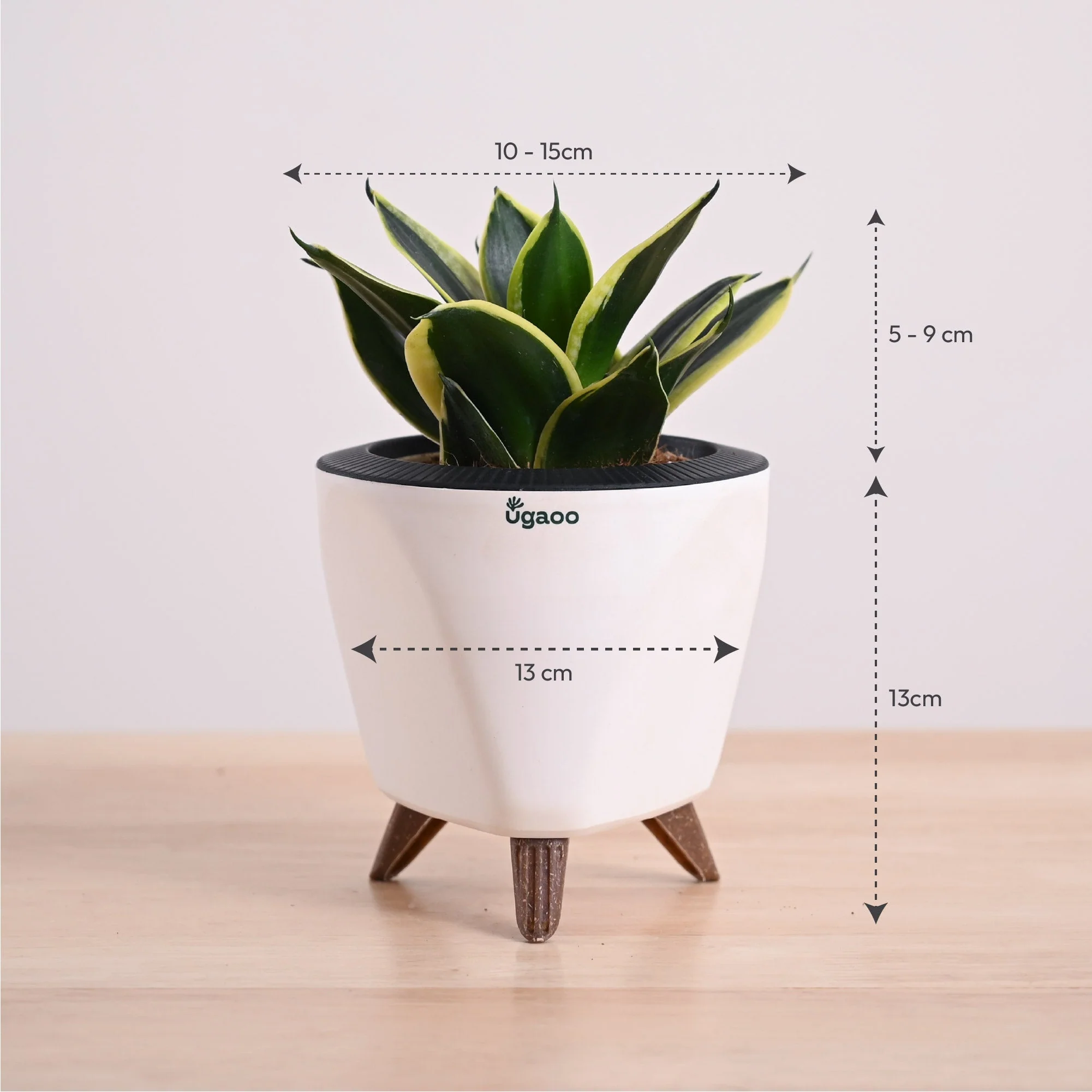 Snake Plant - Golden Hahnii - Image 77