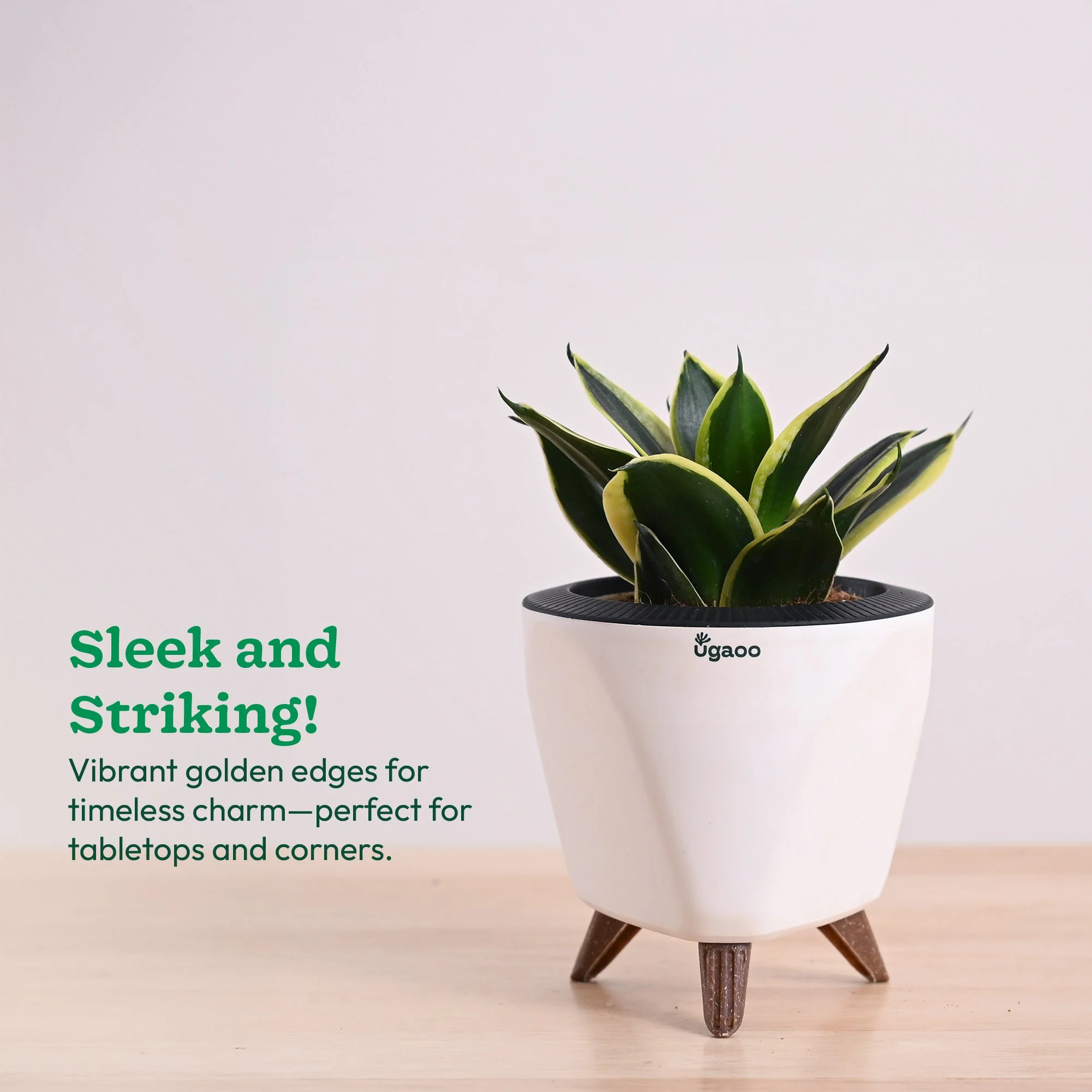 Snake Plant - Golden Hahnii - Image 78
