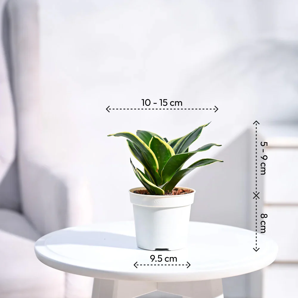 Snake Plant - Golden Hahnii - Image 8