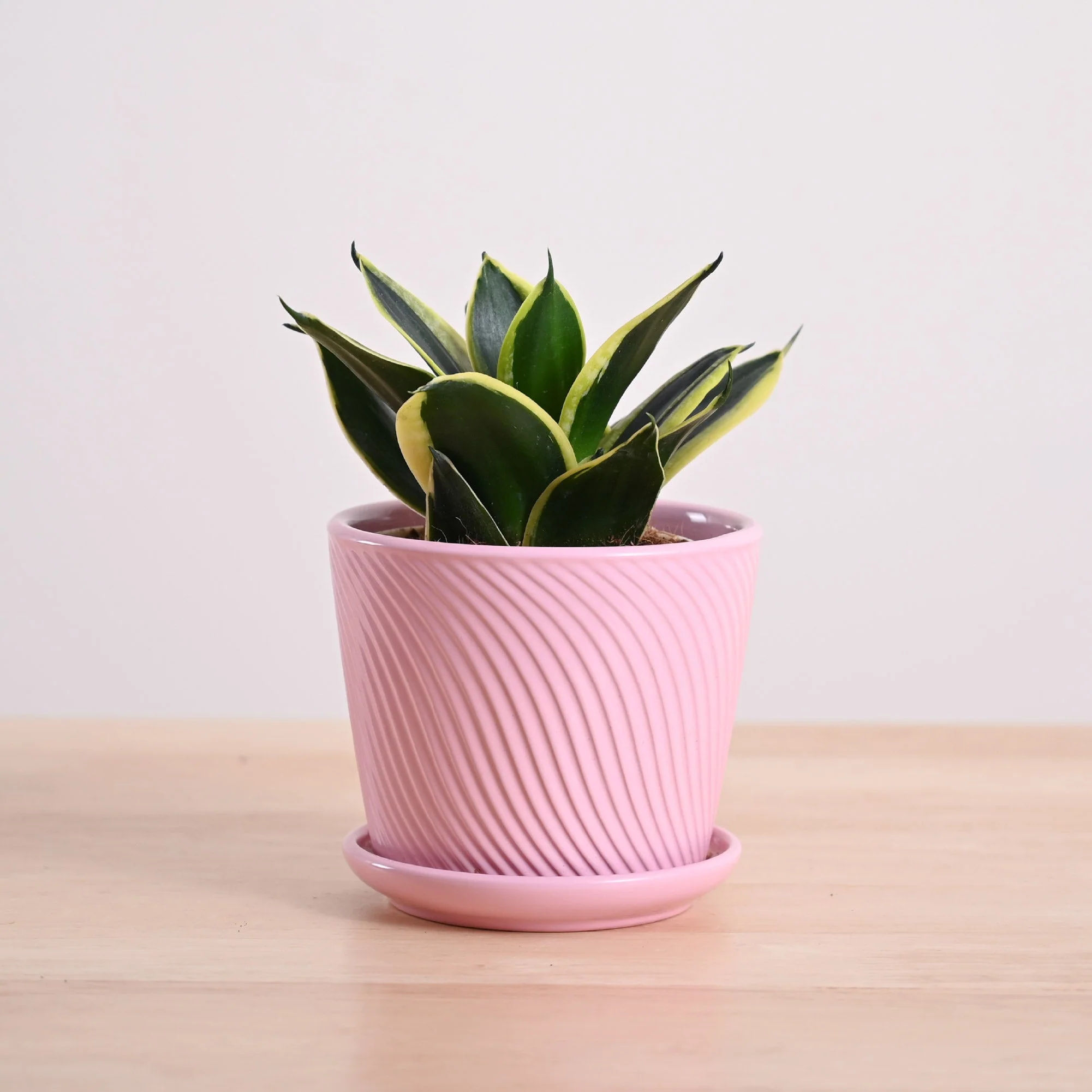 Snake Plant - Golden Hahnii - Image 87