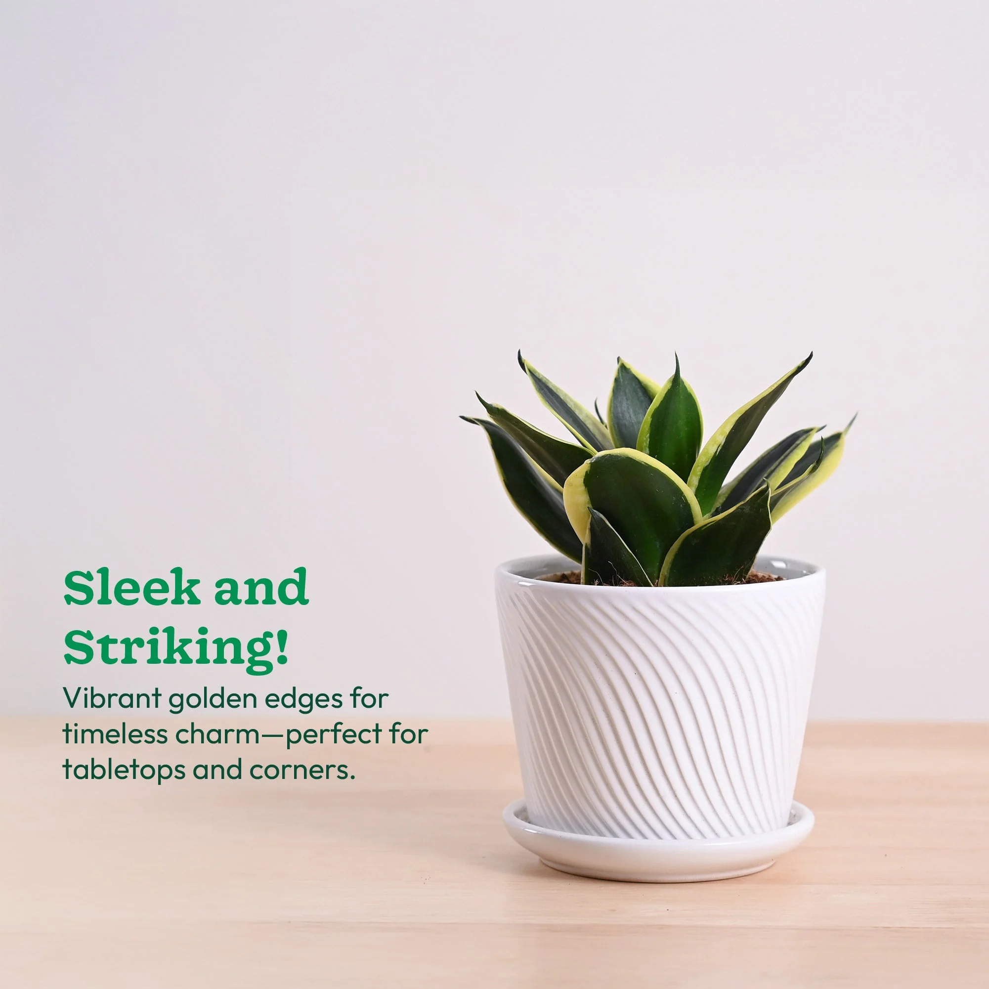 Snake Plant - Golden Hahnii - Image 90