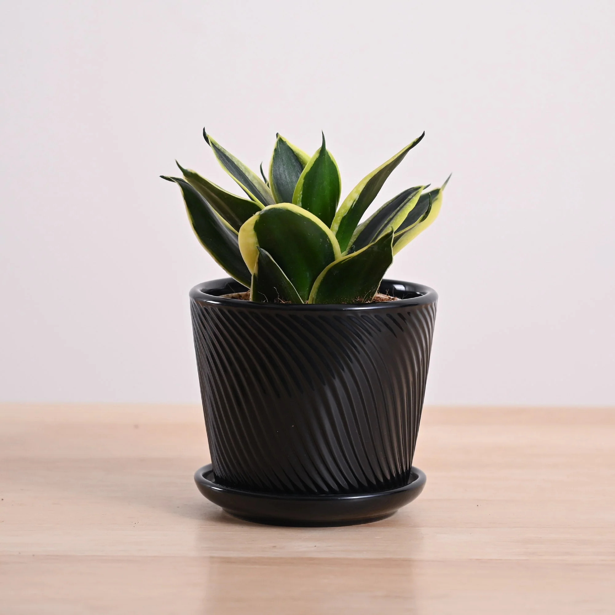 Snake Plant - Golden Hahnii - Image 93