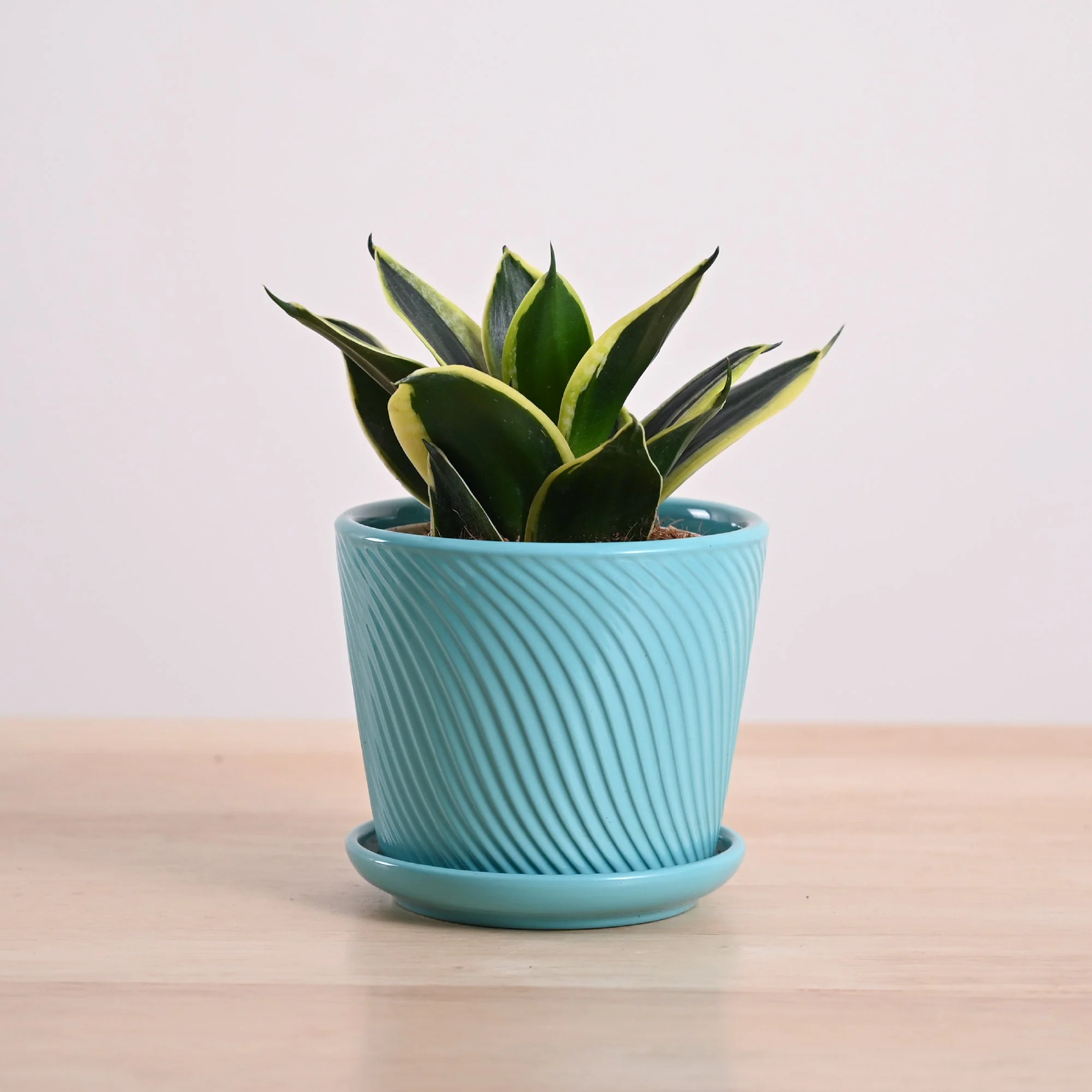 Snake Plant - Golden Hahnii - Image 99