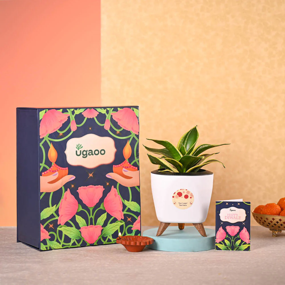 Snake Plant - Golden Hahnii Diwali Gift Hamper - Image 2