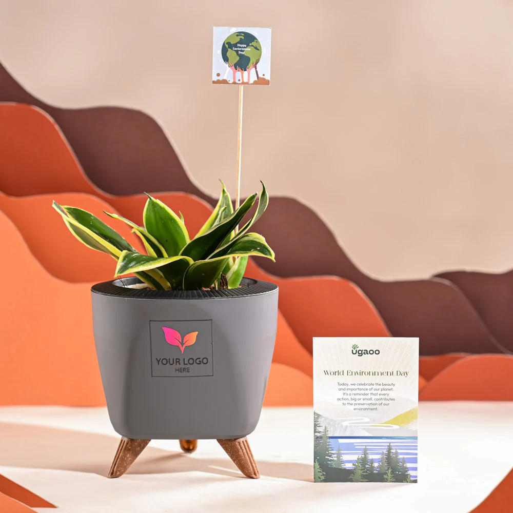Snake Plant - Golden Hahnii For Environment Day Gifting - Image 43