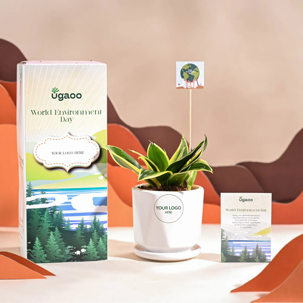 Snake Plant - Golden Hahnii For Environment Day Gifting - Image 49