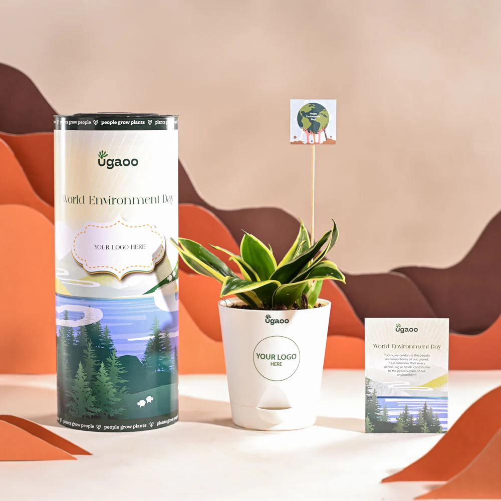 Snake Plant - Golden Hahnii For Environment Day Gifting - Image 7