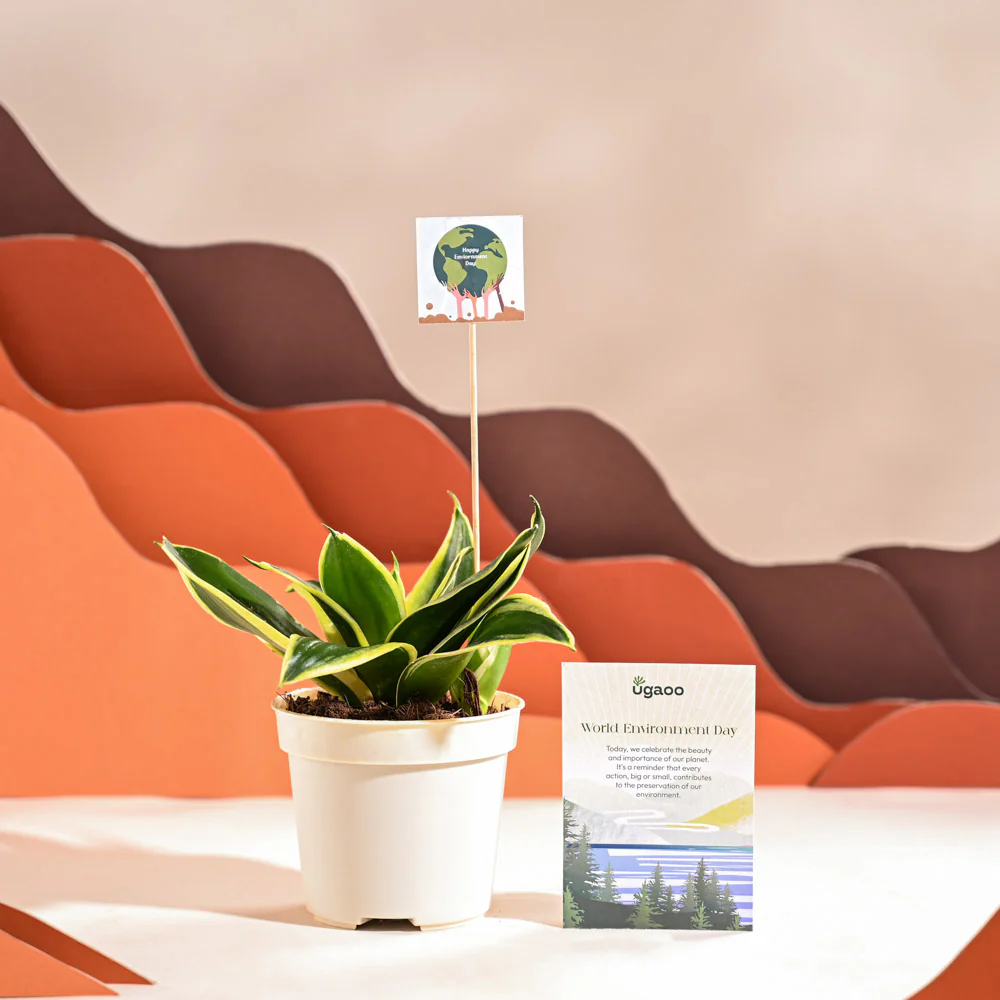 Snake Plant - Golden Hahnii For Environment Day Gifting - Image 8