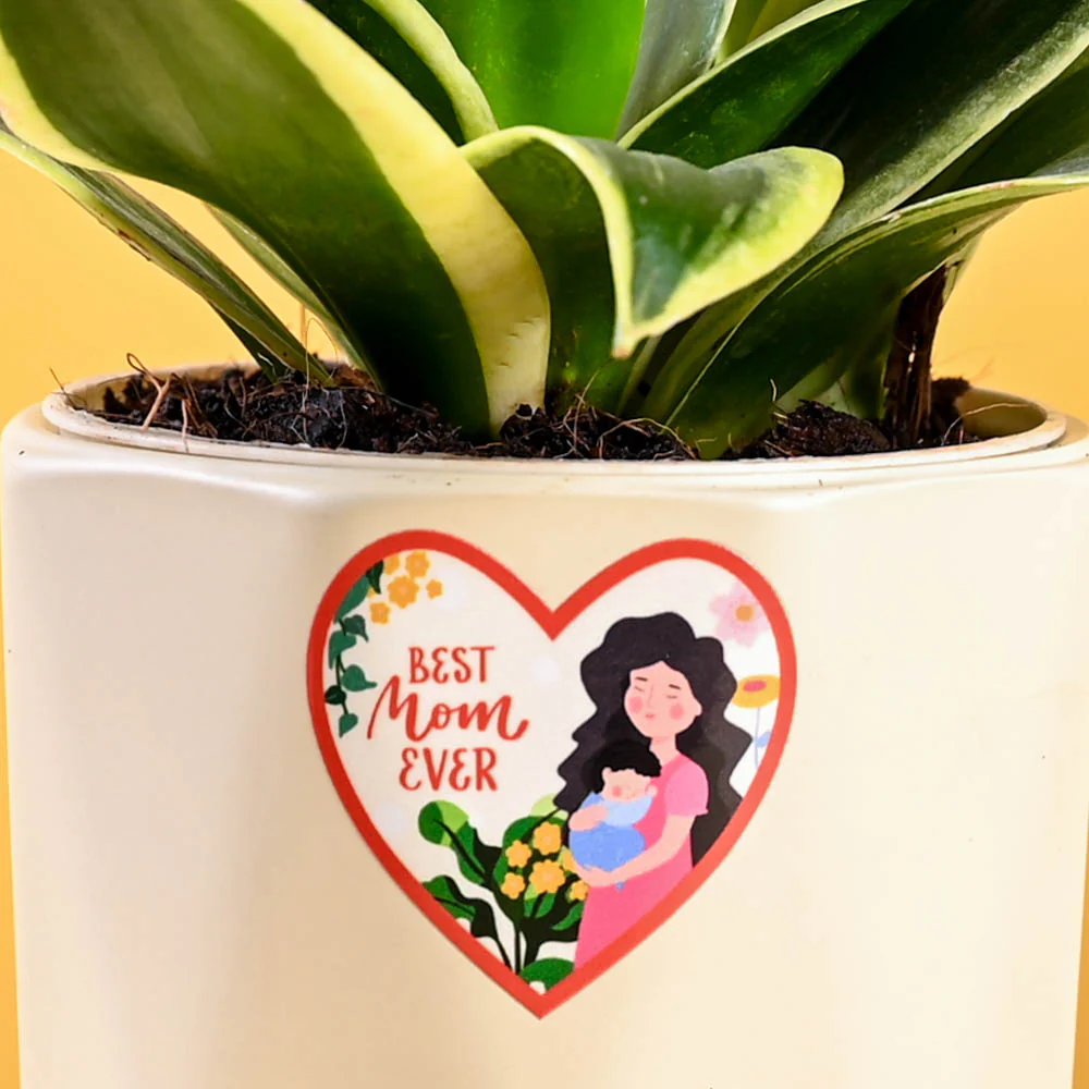 Snake Plant - Golden Hahnii For Mother's Day Gifting - Image 4