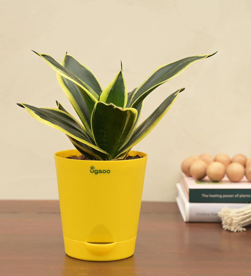 Snake Plant - Golden Hahnii Gift Hamper - Image 4