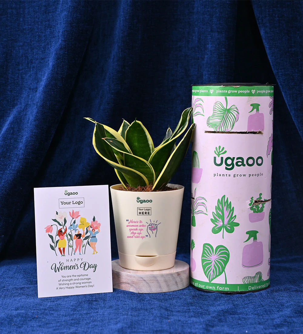 Snake Plant - Golden Hahnii with Book - 30 Women In Power - Image 3