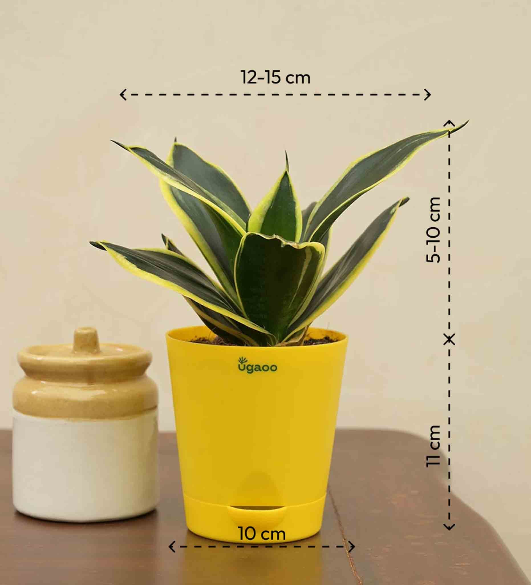 Snake Plant - Golden Hahnii with Book - 30 Women In Power - Image 5