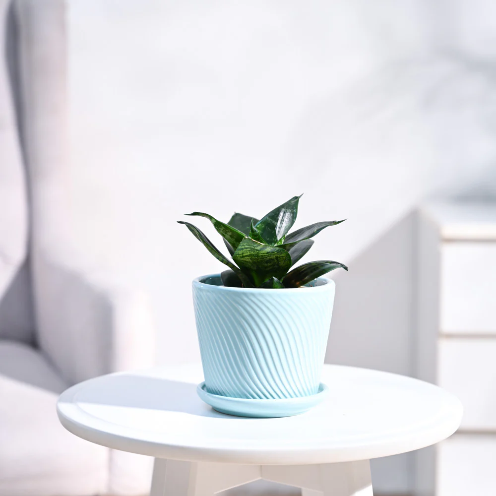 Snake Plant - Green - Image 12