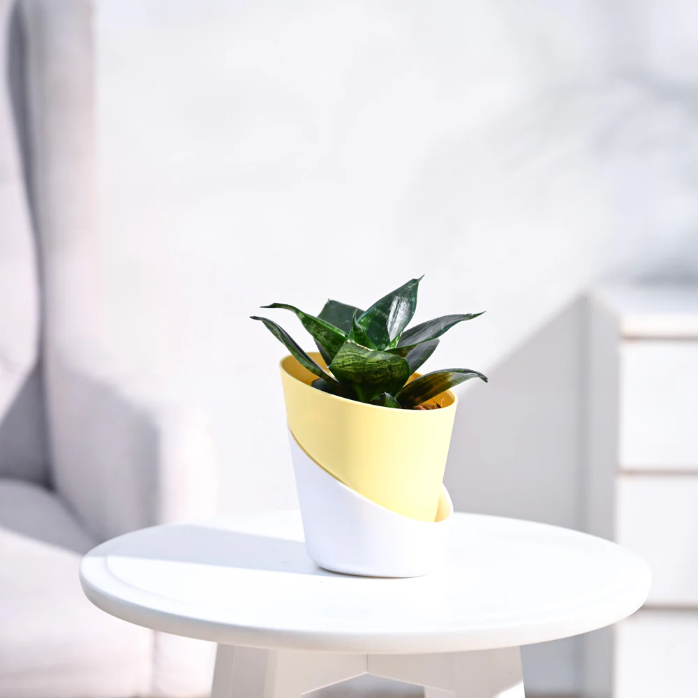 Snake Plant - Green - Image 24