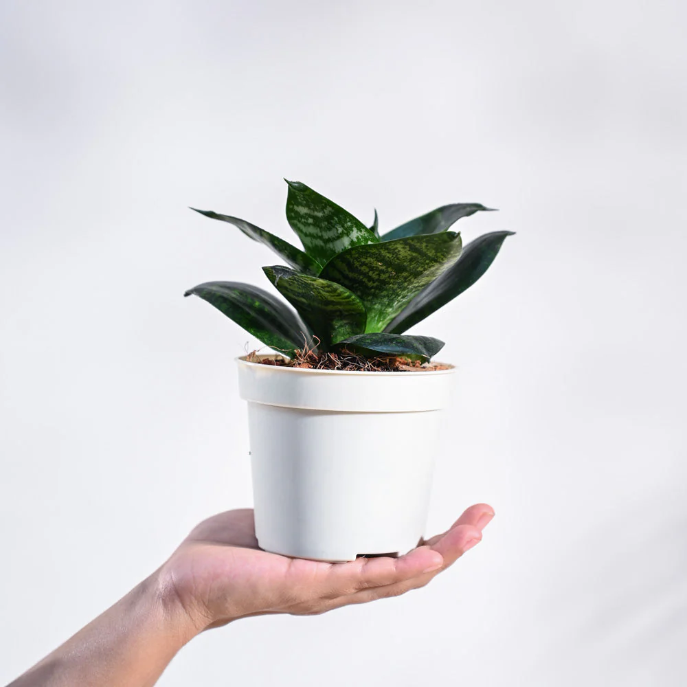 Snake Plant - Green - Image 42