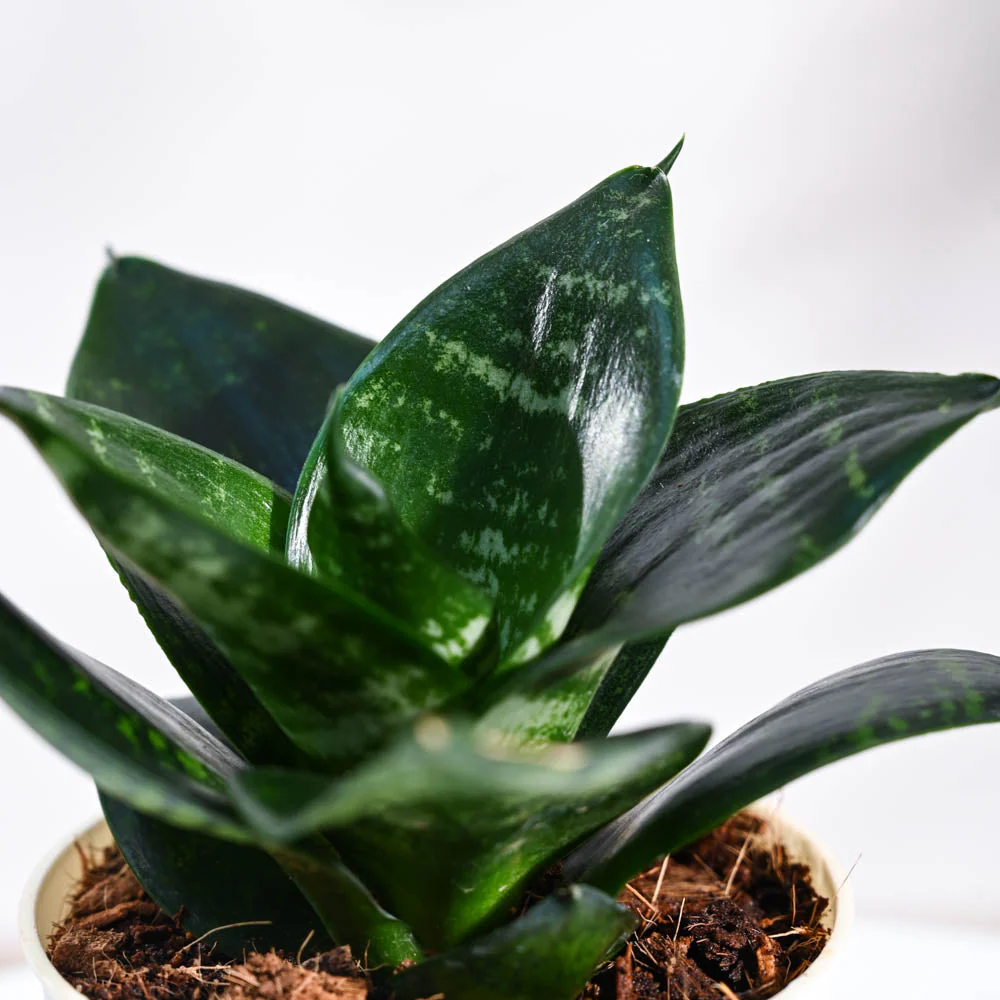 Snake Plant - Green - Image 44