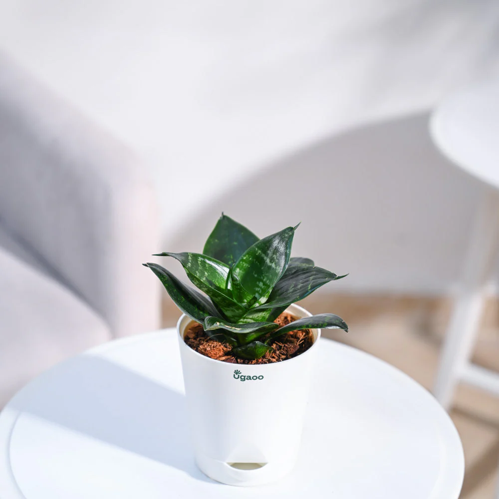 Snake Plant - Green - Image 67