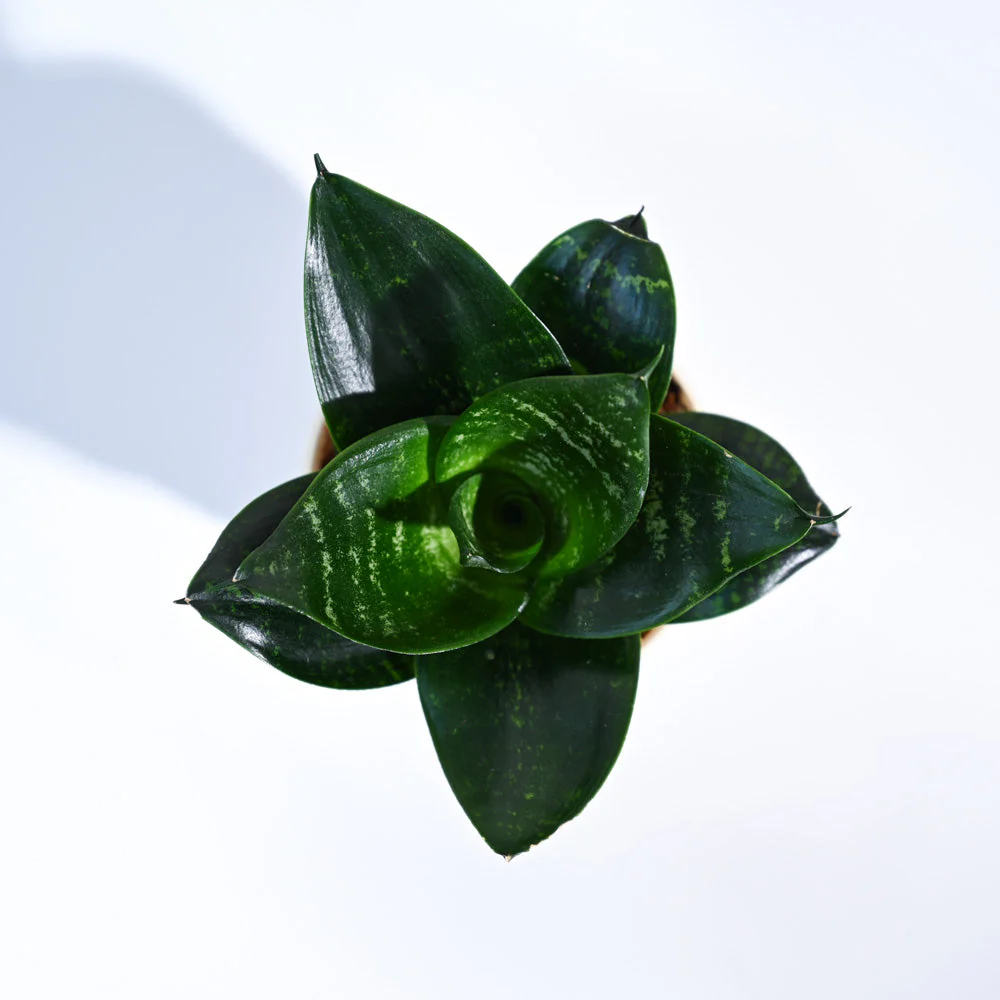 Snake Plant - Green - Image 77