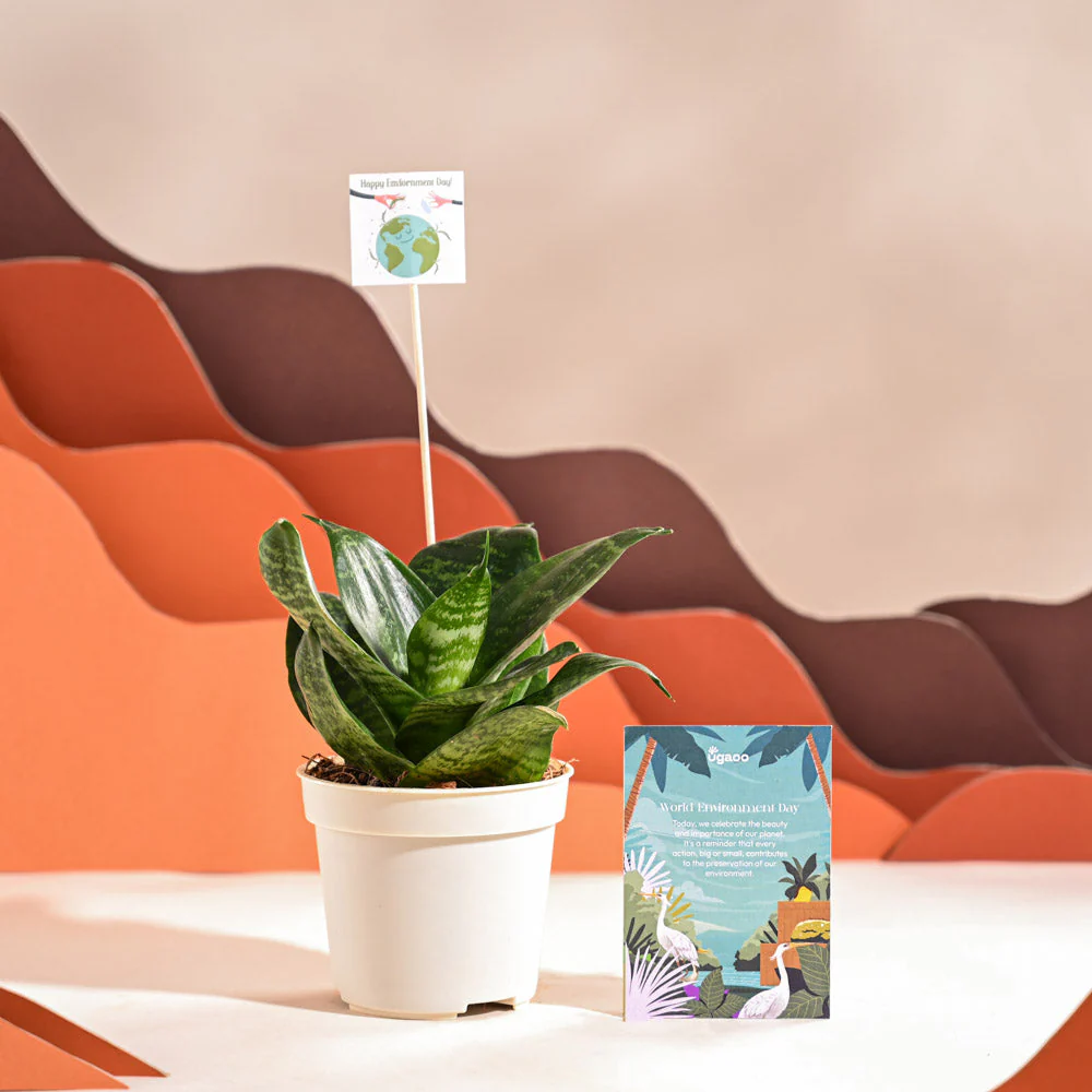 Snake Plant - Green For Environment Day Gifting - Image 56