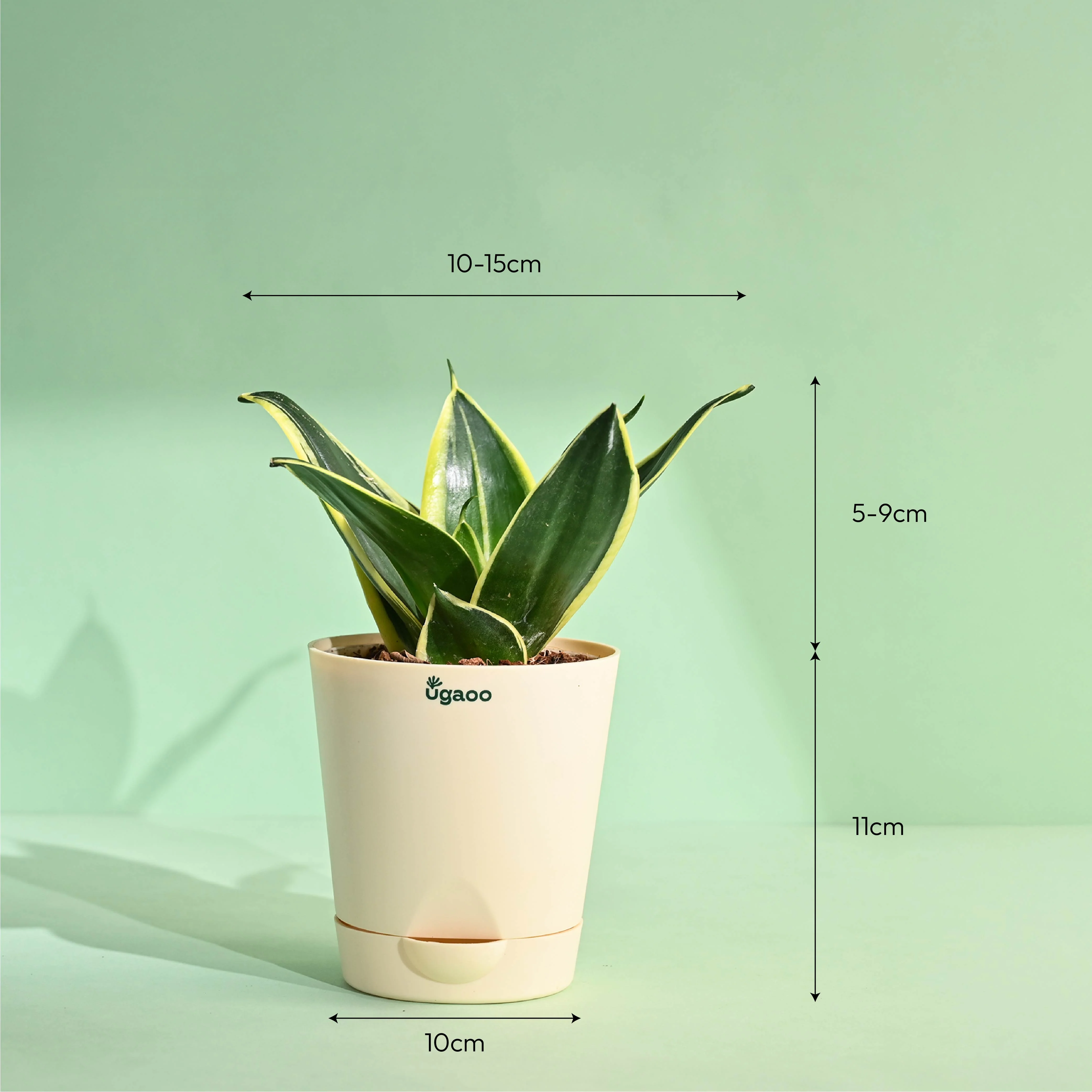 Snake Plant - Mother's Day Gift - Image 4