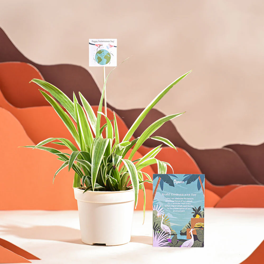 Spider Plant For Environment Day Gifting - Image 56