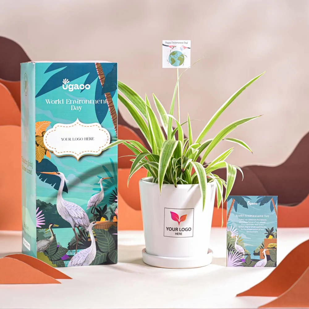 Spider Plant For Environment Day Gifting - Image 67