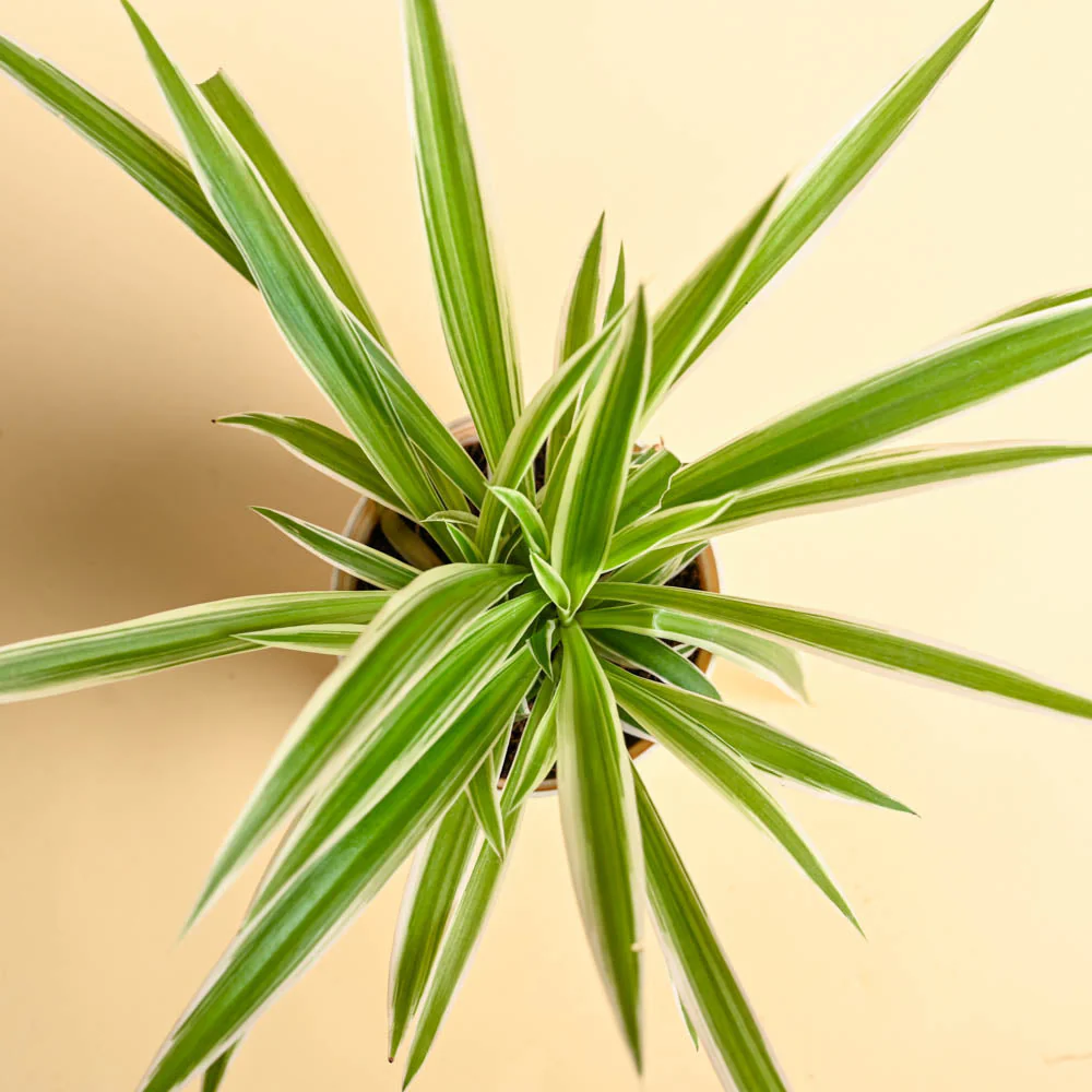 Spider Plant For Mother's Day Gifting - Image 5